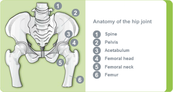 Illustration: Anatomy of the hip joint