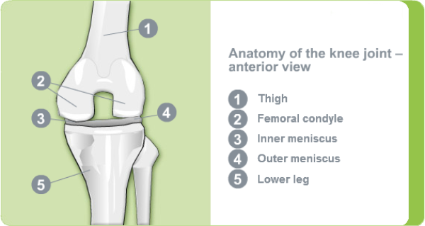 Illustration: Anatomy of the knee joint